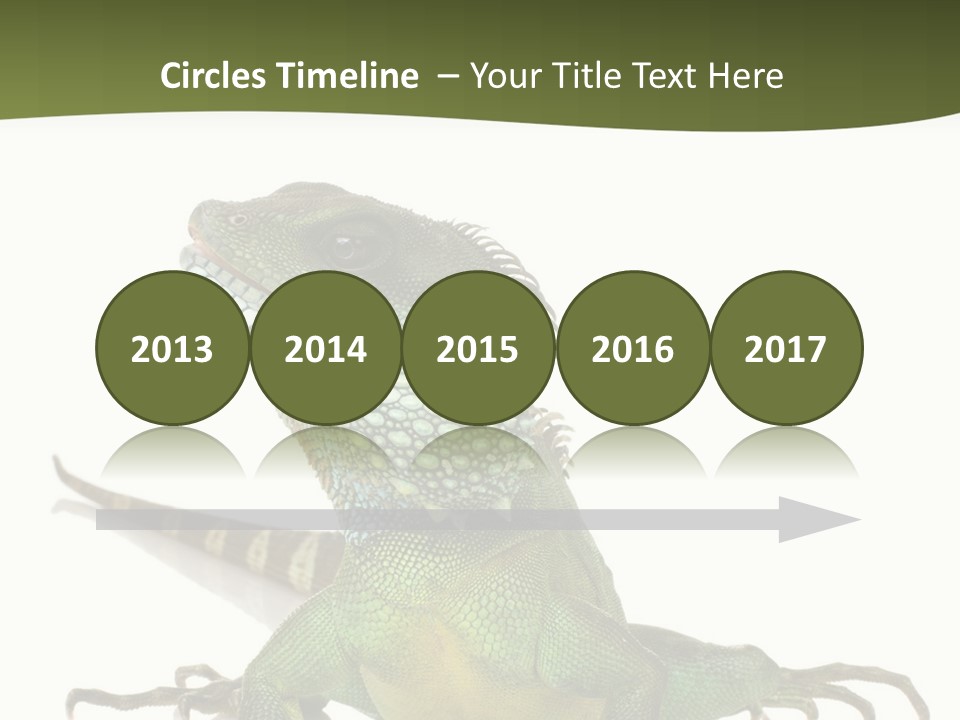 Bearded Dragon In Front Of A White Background PowerPoint Template