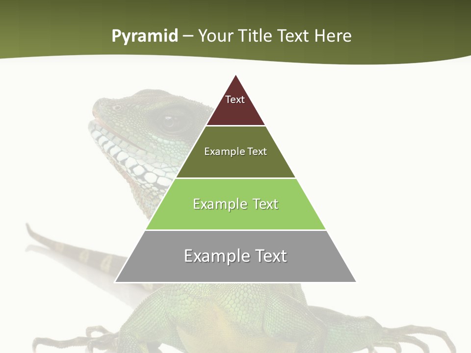 Bearded Dragon In Front Of A White Background PowerPoint Template