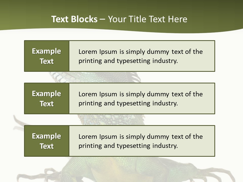 Bearded Dragon In Front Of A White Background PowerPoint Template