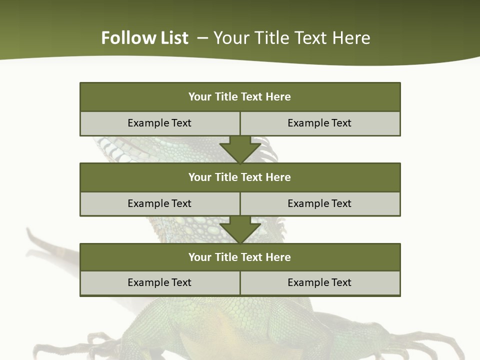 Bearded Dragon In Front Of A White Background PowerPoint Template