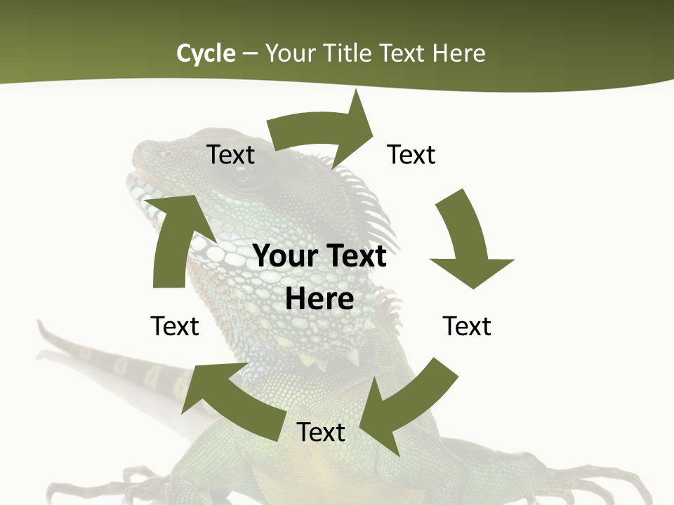 Bearded Dragon In Front Of A White Background PowerPoint Template