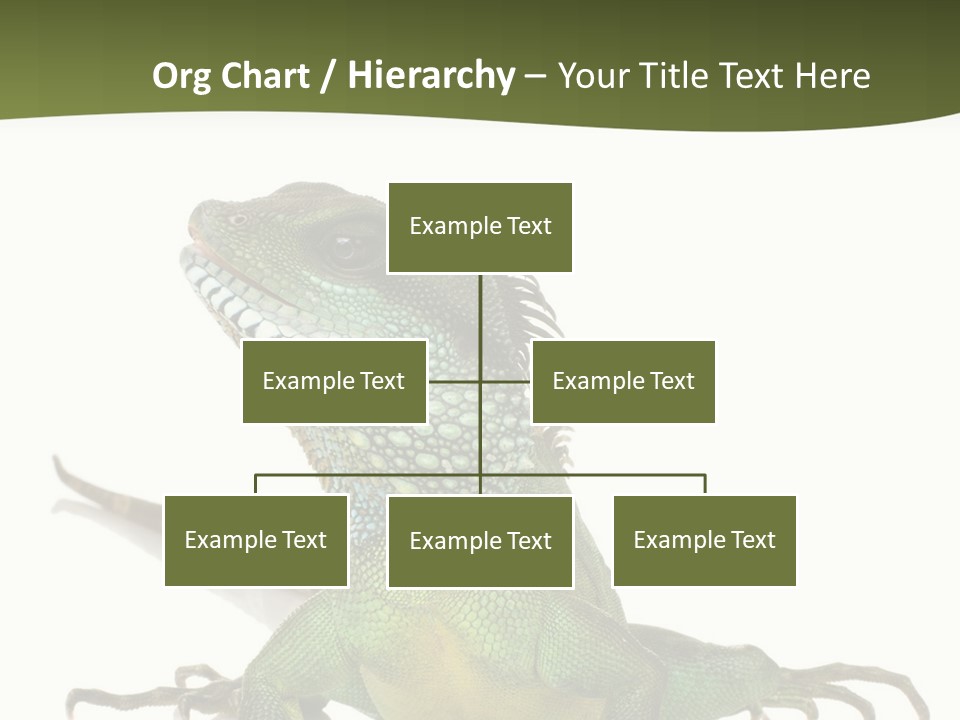 Bearded Dragon In Front Of A White Background PowerPoint Template