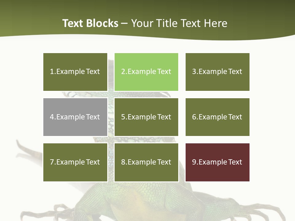 Bearded Dragon In Front Of A White Background PowerPoint Template