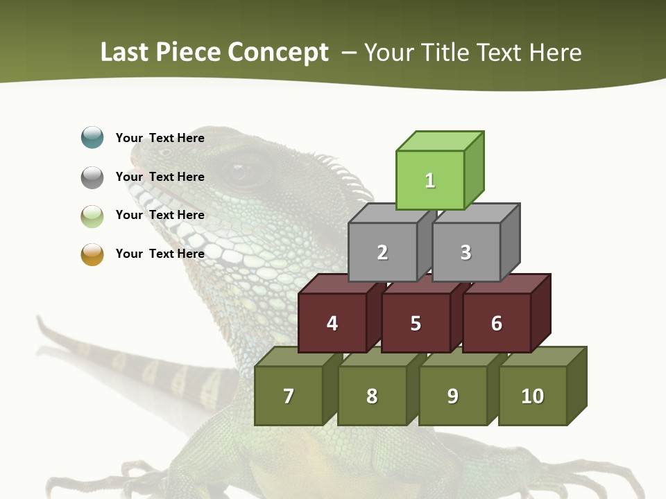 Bearded Dragon In Front Of A White Background PowerPoint Template