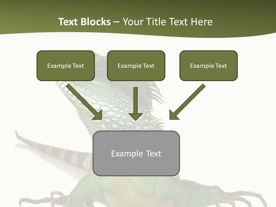 Bearded Dragon In Front Of A White Background PowerPoint Template