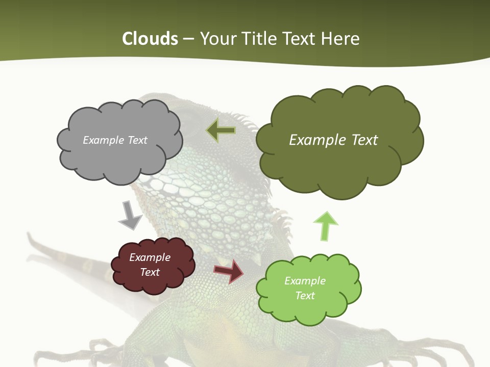 Bearded Dragon In Front Of A White Background PowerPoint Template