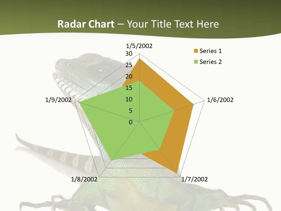 Bearded Dragon In Front Of A White Background PowerPoint Template