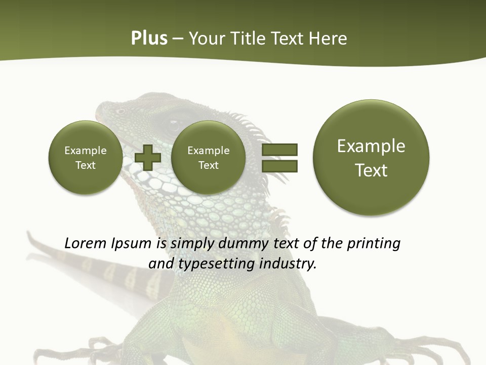 Bearded Dragon In Front Of A White Background PowerPoint Template
