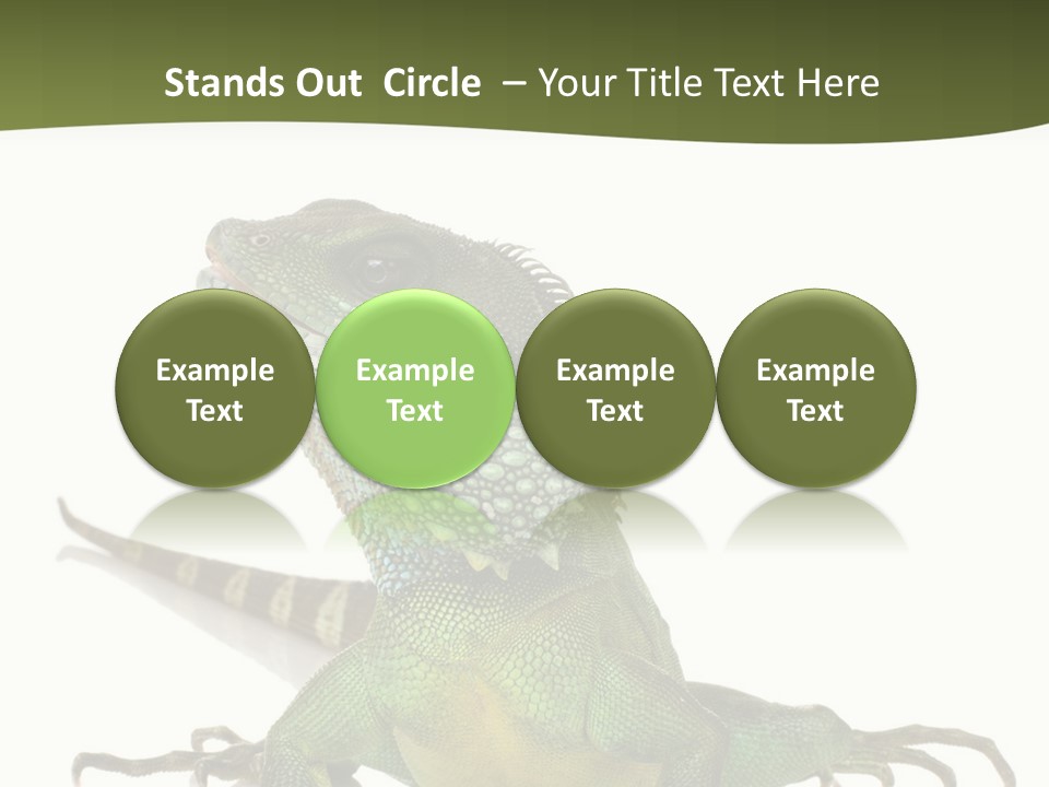 Bearded Dragon In Front Of A White Background PowerPoint Template