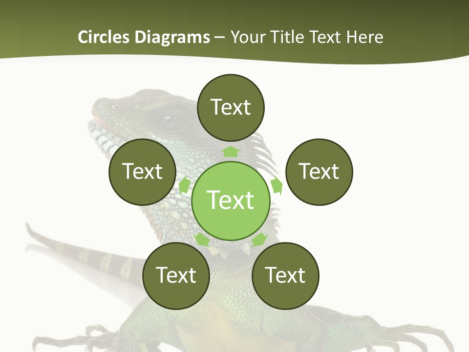 Bearded Dragon In Front Of A White Background PowerPoint Template