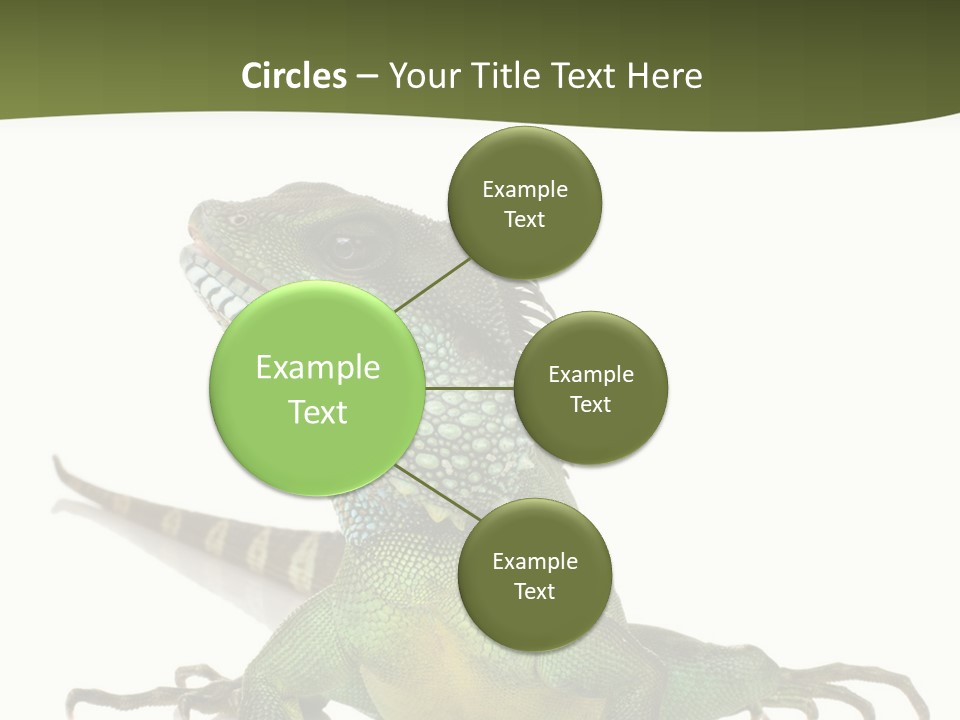 Bearded Dragon In Front Of A White Background PowerPoint Template