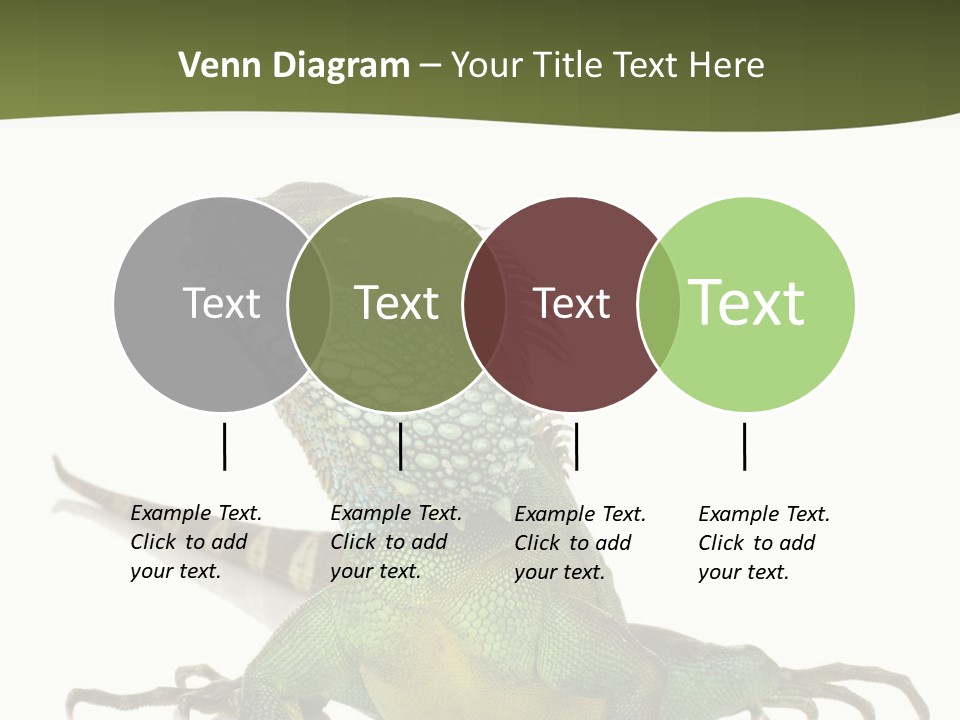 Bearded Dragon In Front Of A White Background PowerPoint Template