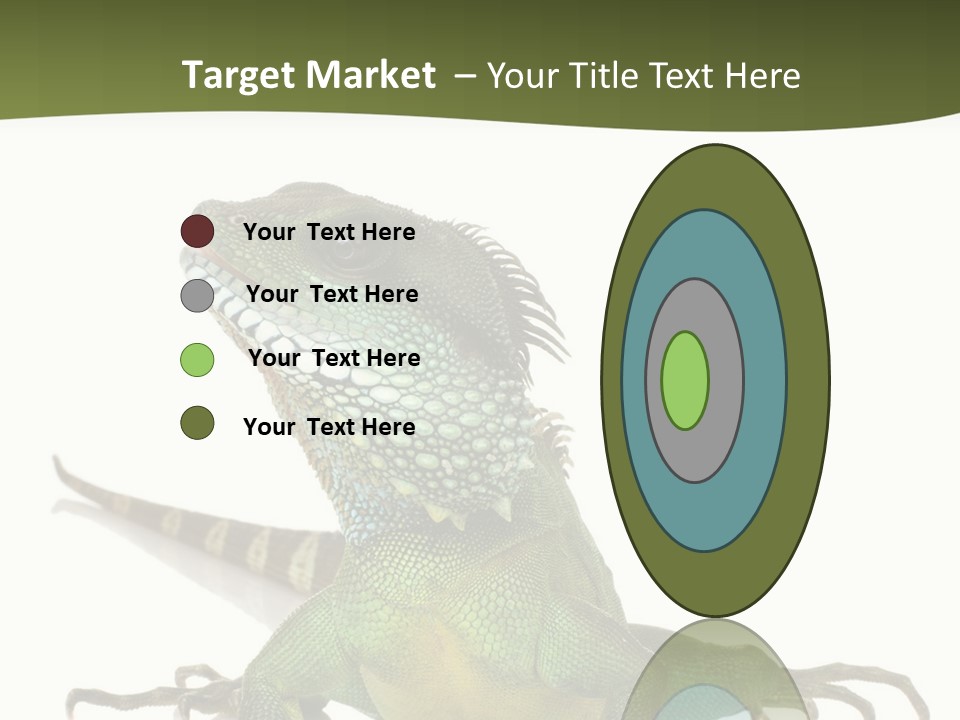 Bearded Dragon In Front Of A White Background PowerPoint Template