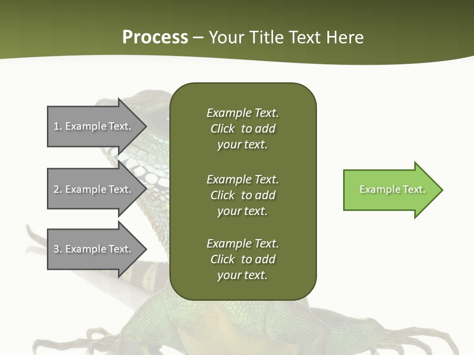 Bearded Dragon In Front Of A White Background PowerPoint Template