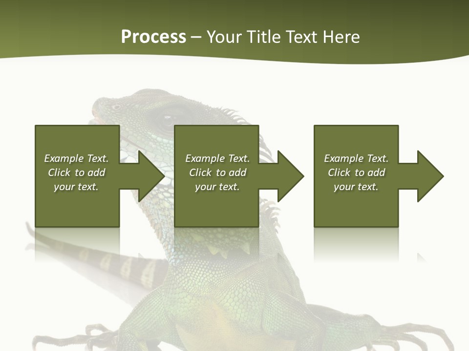 Bearded Dragon In Front Of A White Background PowerPoint Template