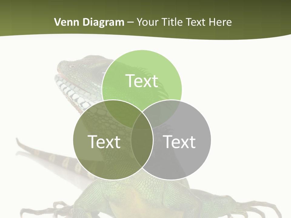 Bearded Dragon In Front Of A White Background PowerPoint Template