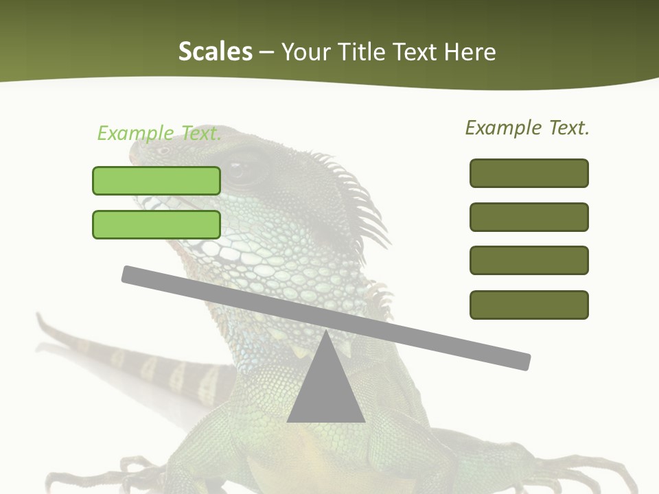 Bearded Dragon In Front Of A White Background PowerPoint Template