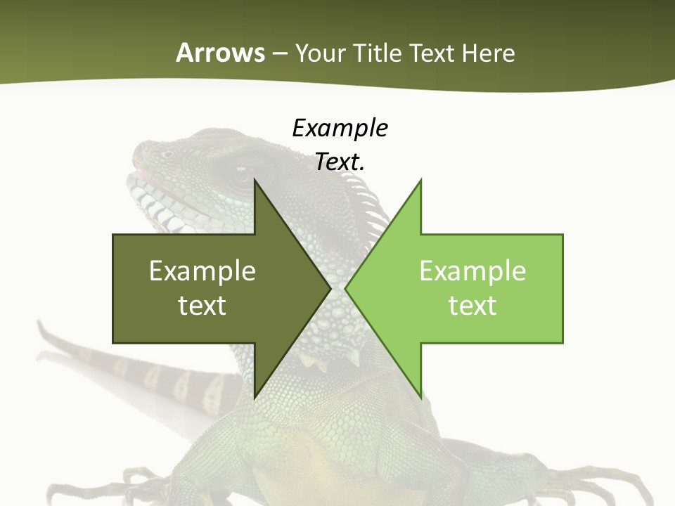 Bearded Dragon In Front Of A White Background PowerPoint Template