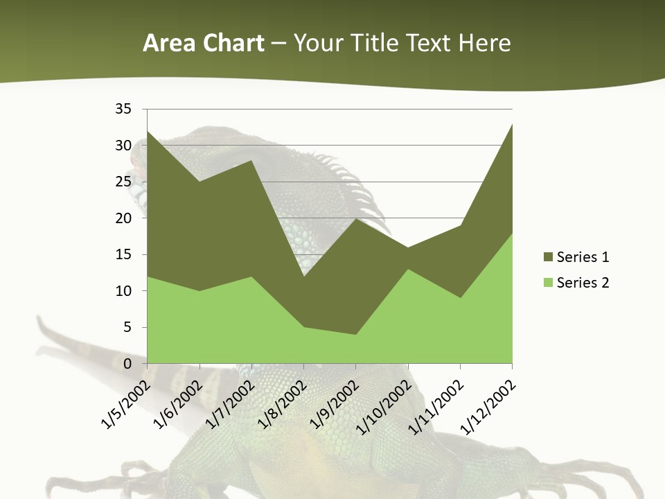 Bearded Dragon In Front Of A White Background PowerPoint Template