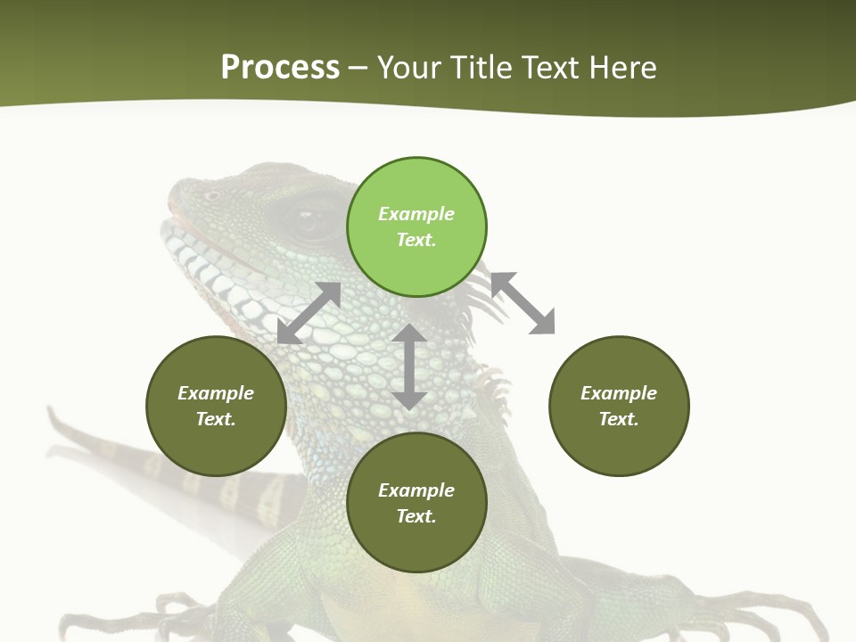 Bearded Dragon In Front Of A White Background PowerPoint Template