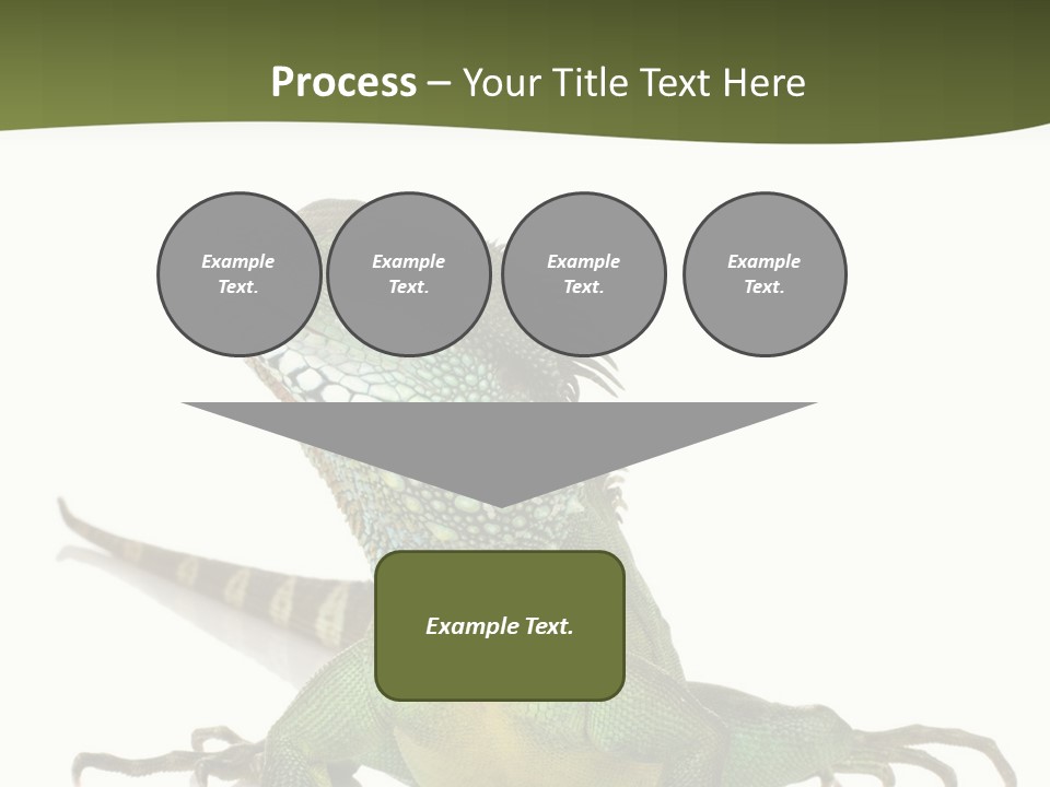 Bearded Dragon In Front Of A White Background PowerPoint Template