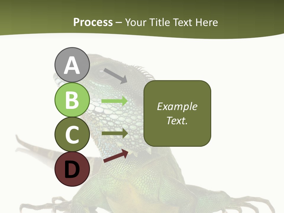 Bearded Dragon In Front Of A White Background PowerPoint Template