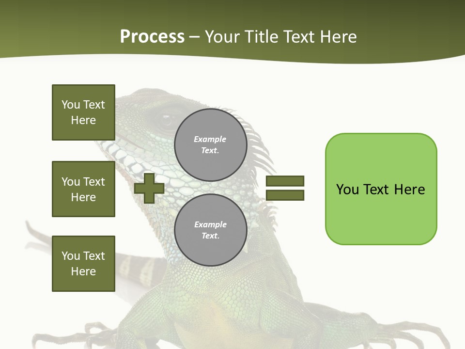 Bearded Dragon In Front Of A White Background PowerPoint Template