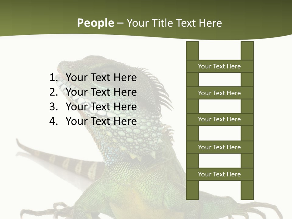 Bearded Dragon In Front Of A White Background PowerPoint Template