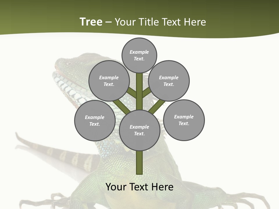 Bearded Dragon In Front Of A White Background PowerPoint Template