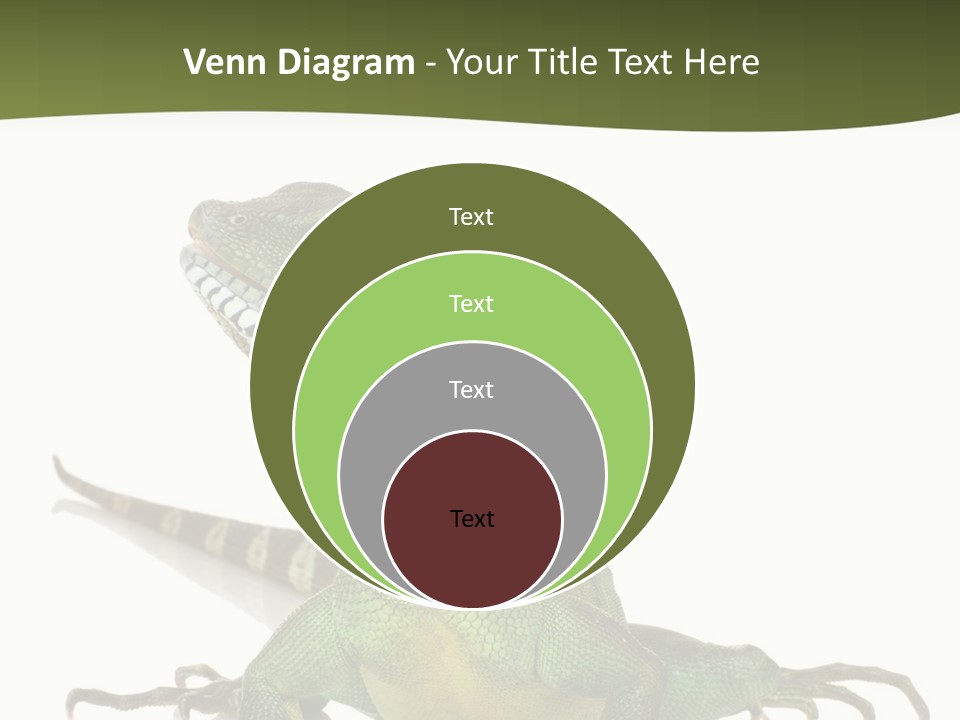Bearded Dragon In Front Of A White Background PowerPoint Template