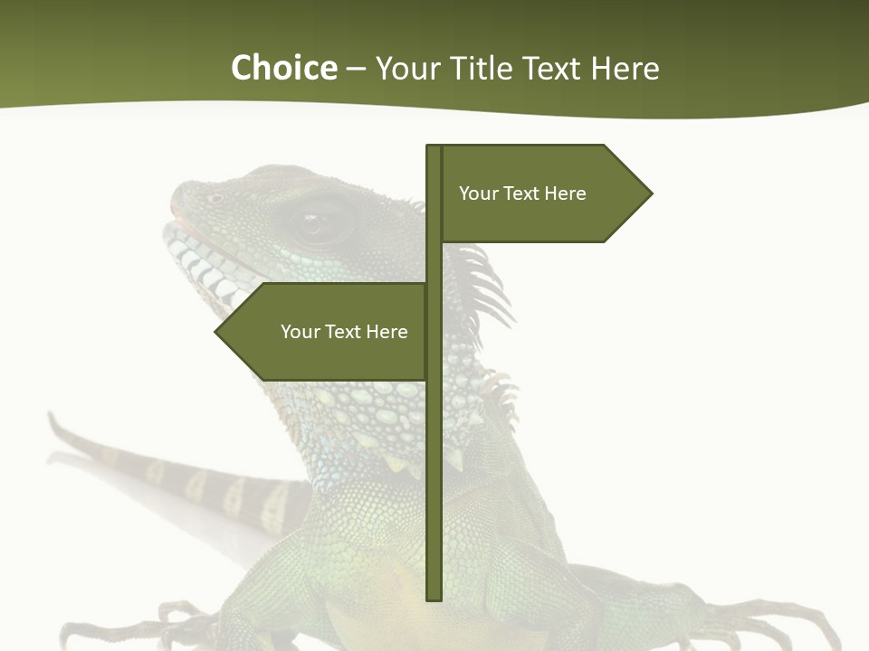 Bearded Dragon In Front Of A White Background PowerPoint Template