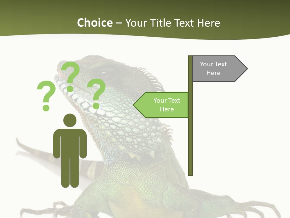 Bearded Dragon In Front Of A White Background PowerPoint Template