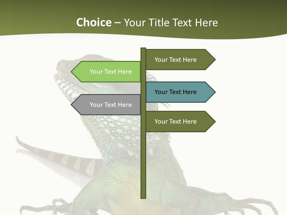 Bearded Dragon In Front Of A White Background PowerPoint Template