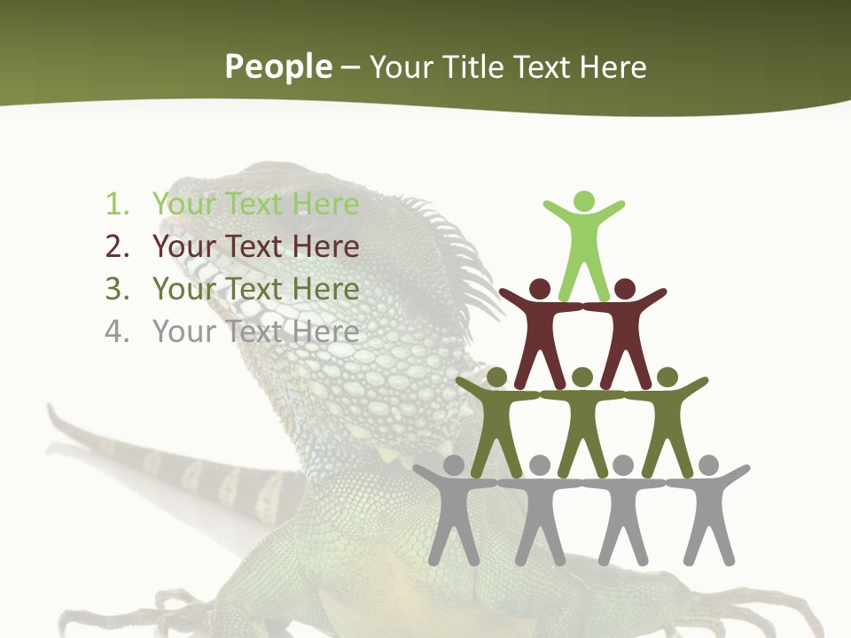 Bearded Dragon In Front Of A White Background PowerPoint Template