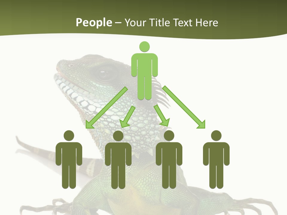 Bearded Dragon In Front Of A White Background PowerPoint Template