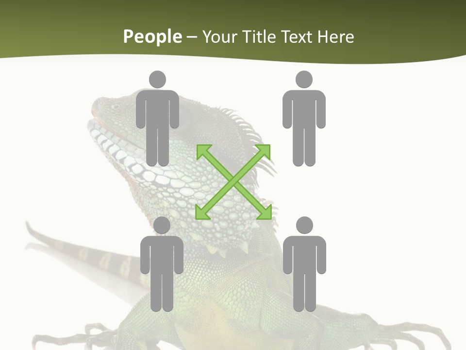 Bearded Dragon In Front Of A White Background PowerPoint Template