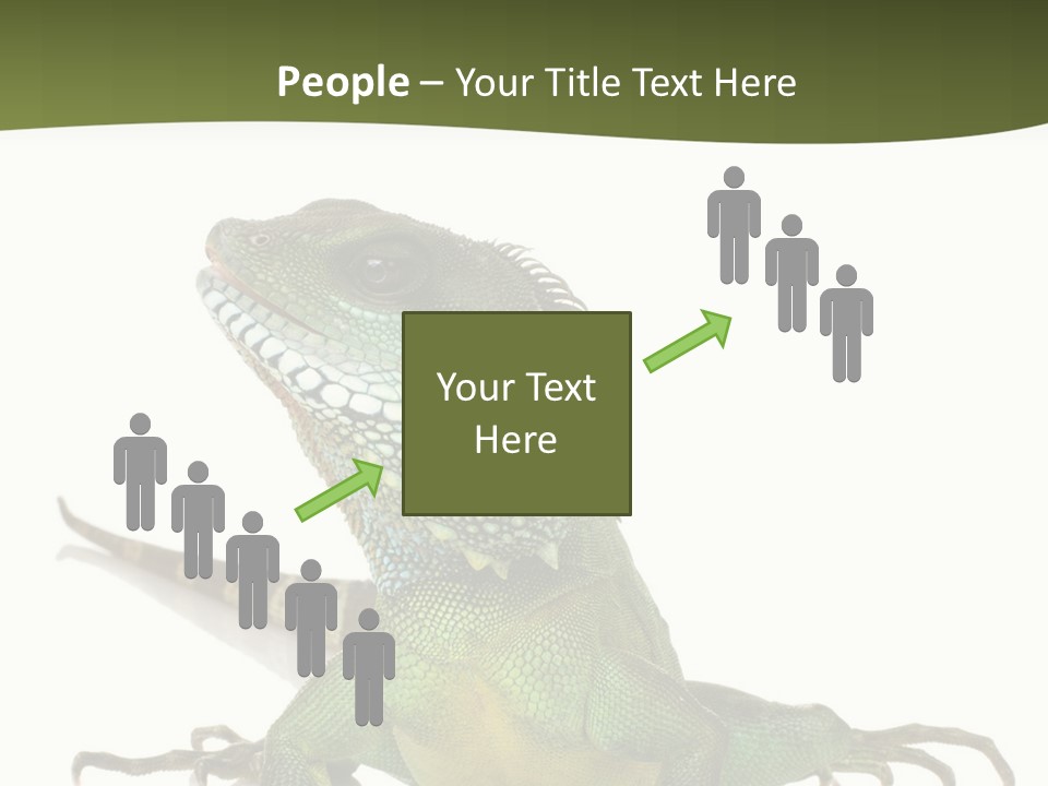 Bearded Dragon In Front Of A White Background PowerPoint Template