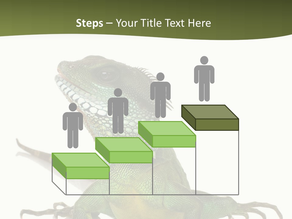 Bearded Dragon In Front Of A White Background PowerPoint Template