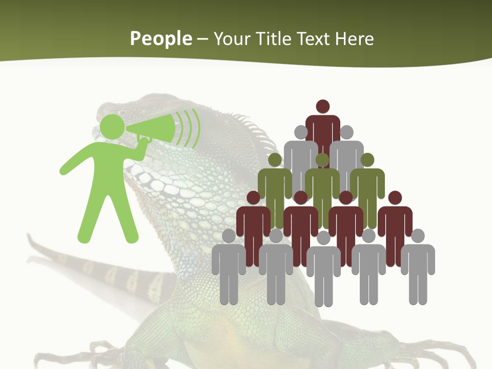 Bearded Dragon In Front Of A White Background PowerPoint Template