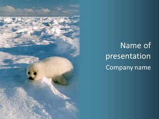 Baby Harp Seal Pup Enjoys Sun On Ice Floe In North Atlantic PowerPoint Template
