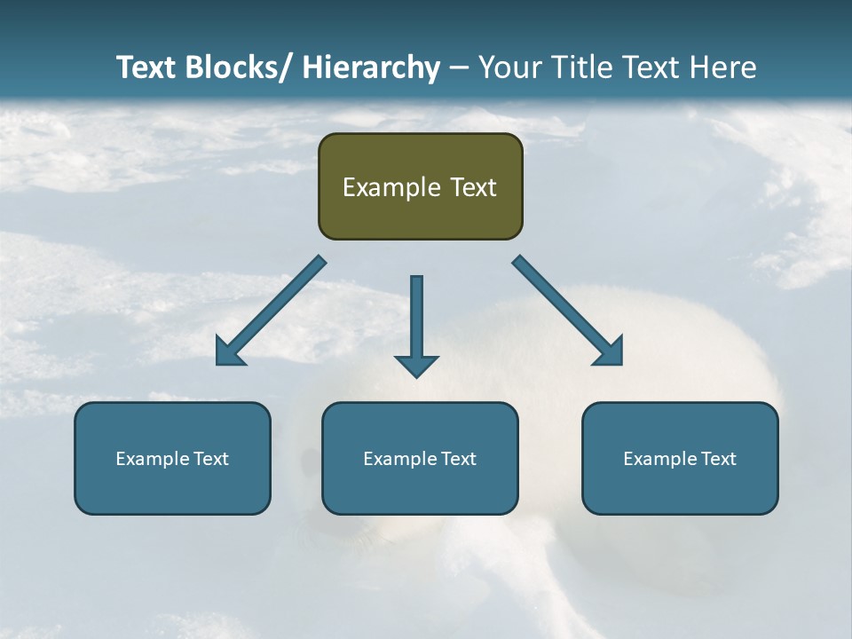 Baby Harp Seal Pup Enjoys Sun On Ice Floe In North Atlantic PowerPoint Template