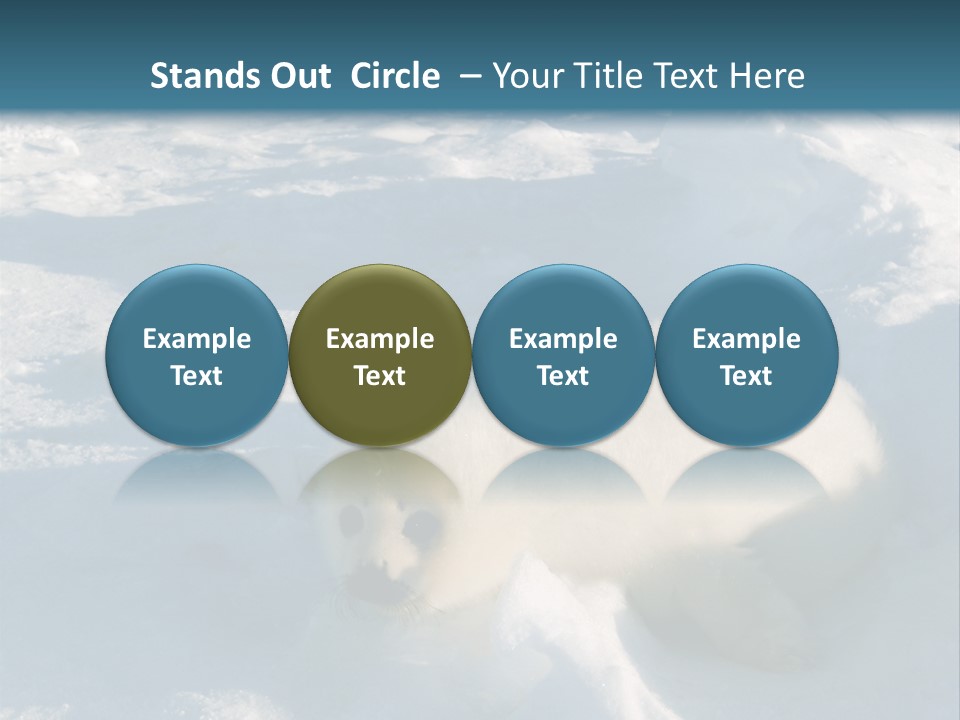 Baby Harp Seal Pup Enjoys Sun On Ice Floe In North Atlantic PowerPoint Template