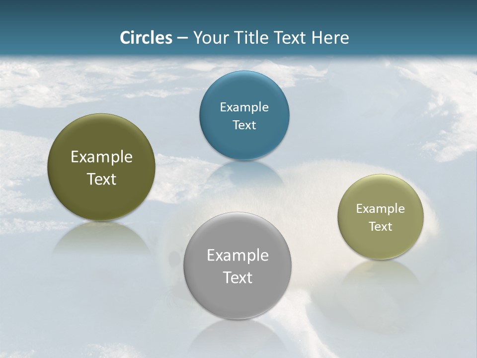 Baby Harp Seal Pup Enjoys Sun On Ice Floe In North Atlantic PowerPoint Template