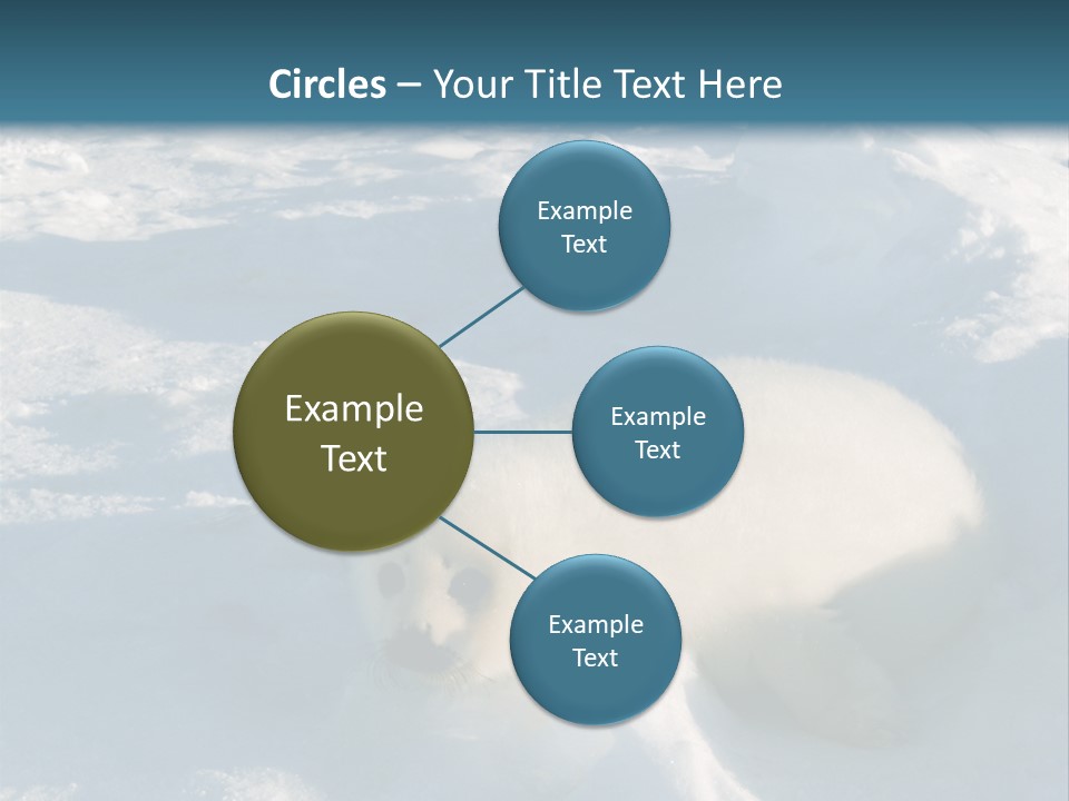 Baby Harp Seal Pup Enjoys Sun On Ice Floe In North Atlantic PowerPoint Template