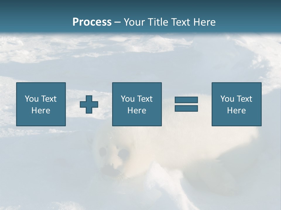 Baby Harp Seal Pup Enjoys Sun On Ice Floe In North Atlantic PowerPoint Template