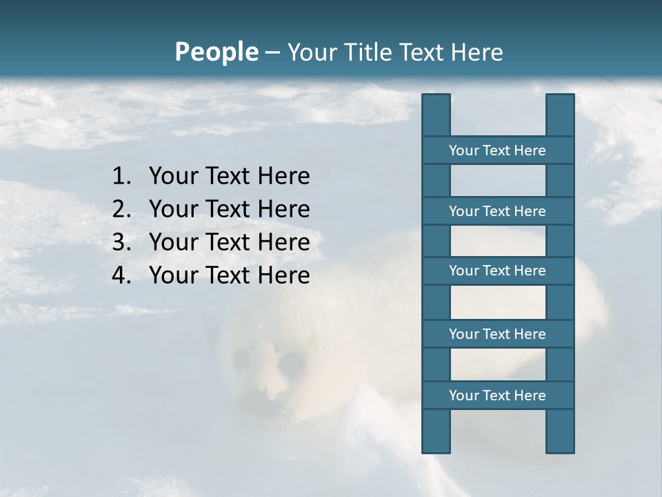 Baby Harp Seal Pup Enjoys Sun On Ice Floe In North Atlantic PowerPoint Template