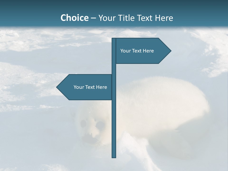 Baby Harp Seal Pup Enjoys Sun On Ice Floe In North Atlantic PowerPoint Template