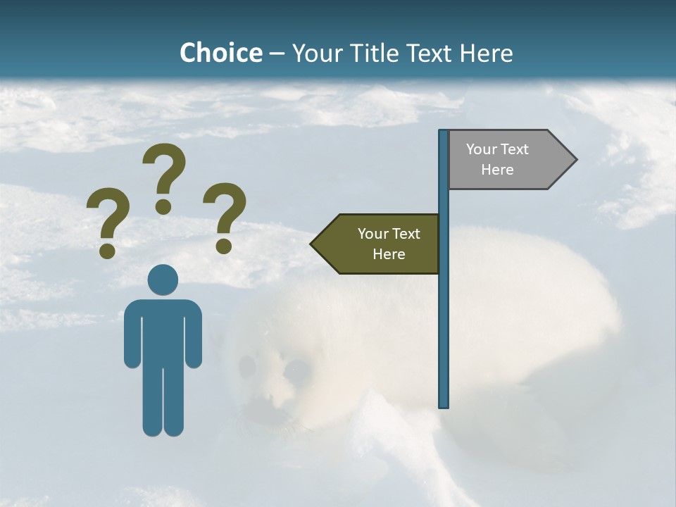 Baby Harp Seal Pup Enjoys Sun On Ice Floe In North Atlantic PowerPoint Template