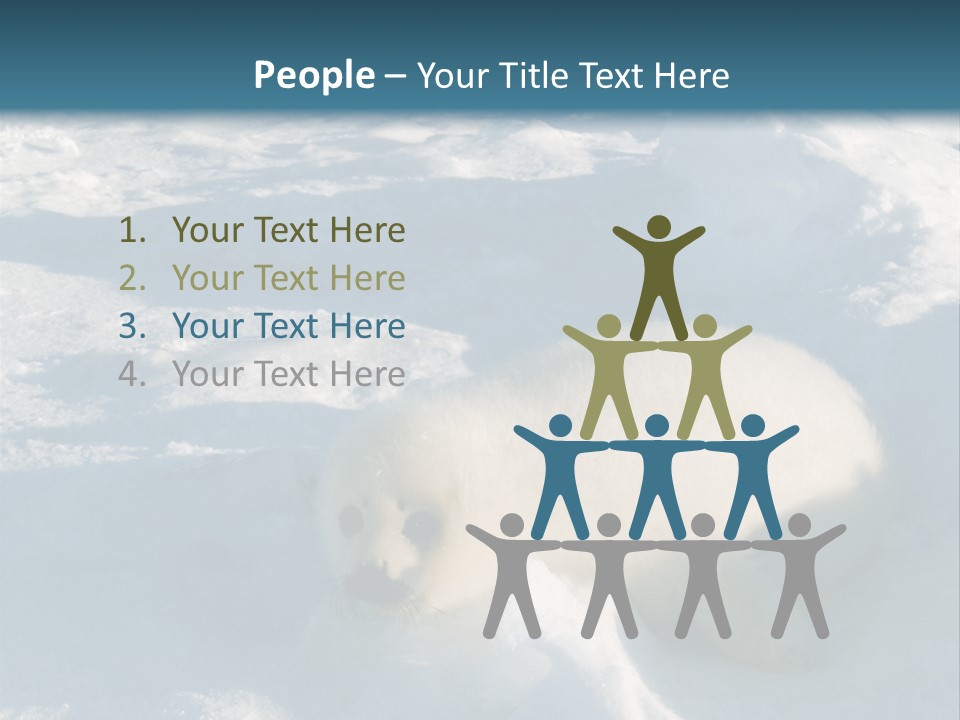 Baby Harp Seal Pup Enjoys Sun On Ice Floe In North Atlantic PowerPoint Template