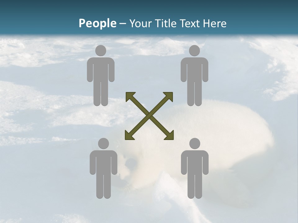 Baby Harp Seal Pup Enjoys Sun On Ice Floe In North Atlantic PowerPoint Template